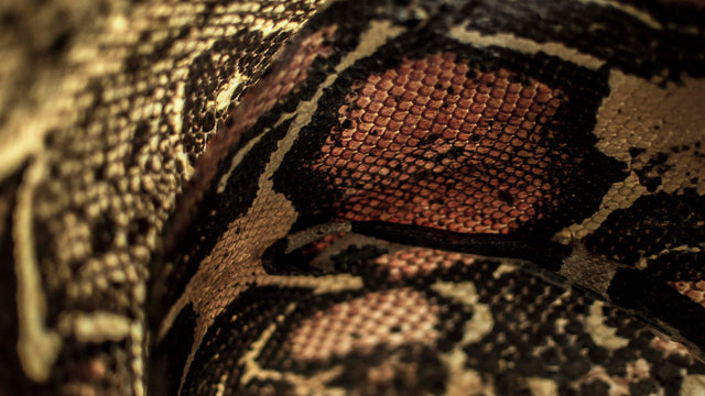 THE SERPENT IN THE COLOMBIAN INDIGENOUS DESIGN