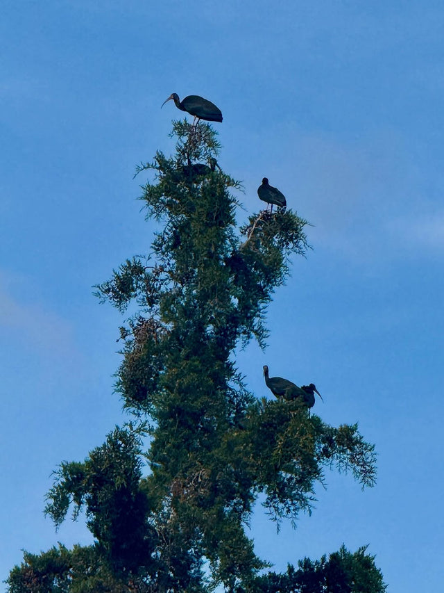 TOP HALTER GLORIA IN THE MOOR