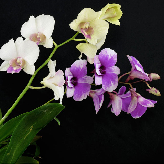 Earrings - Dendrobium Orchids