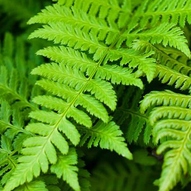 Fern Earrings